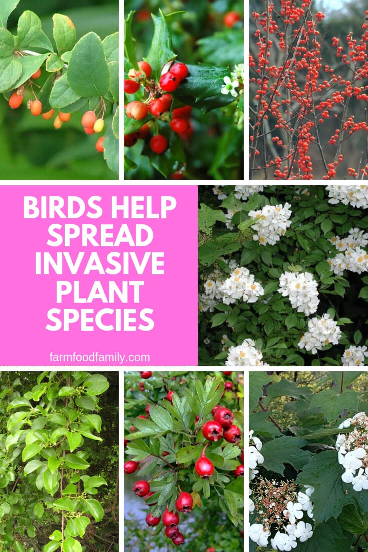 Birds Help Spread Invasive Plant Species
