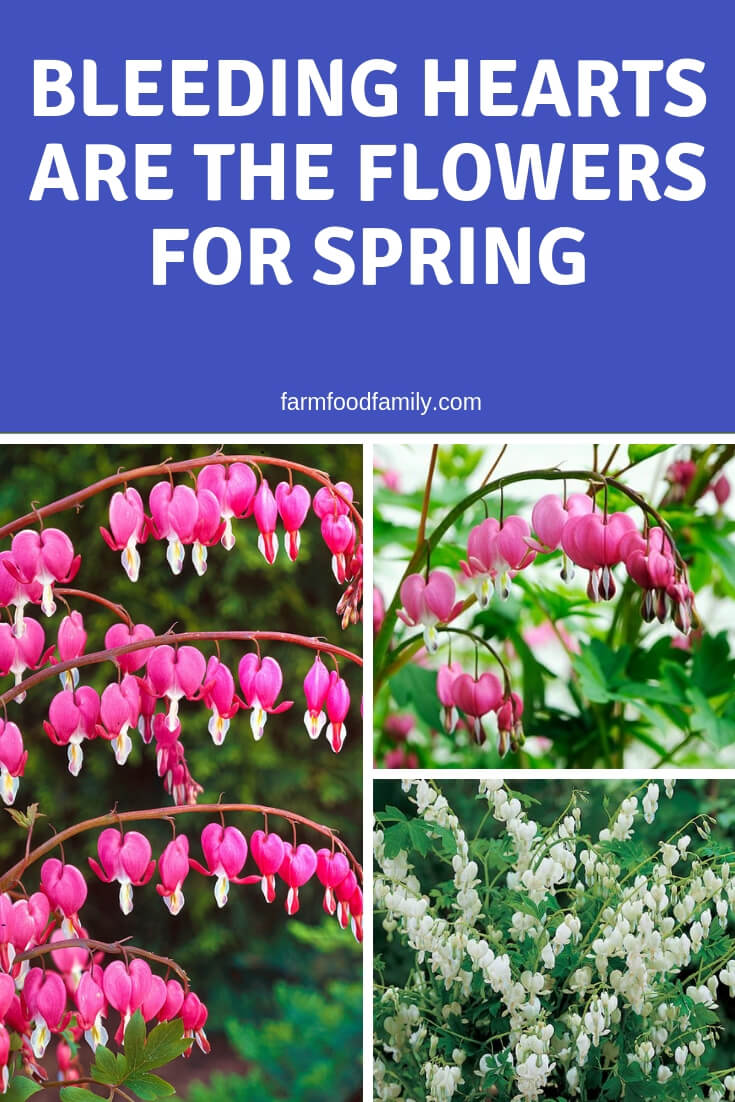 Bleeding Hearts are the Flowers for Spring