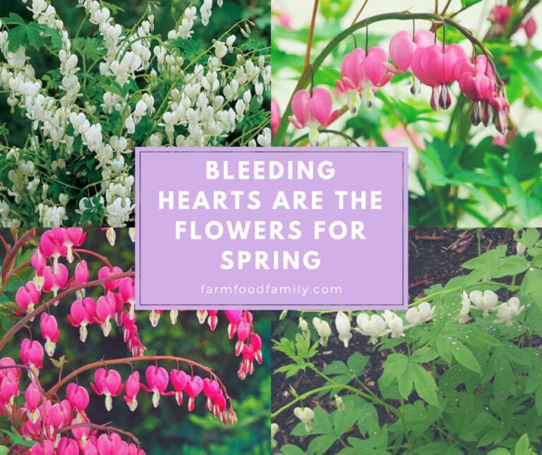 Bleeding Hearts are the Flowers for Spring