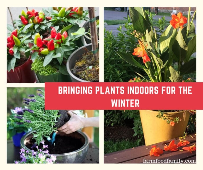 Bringing Plants Indoors for the Winter