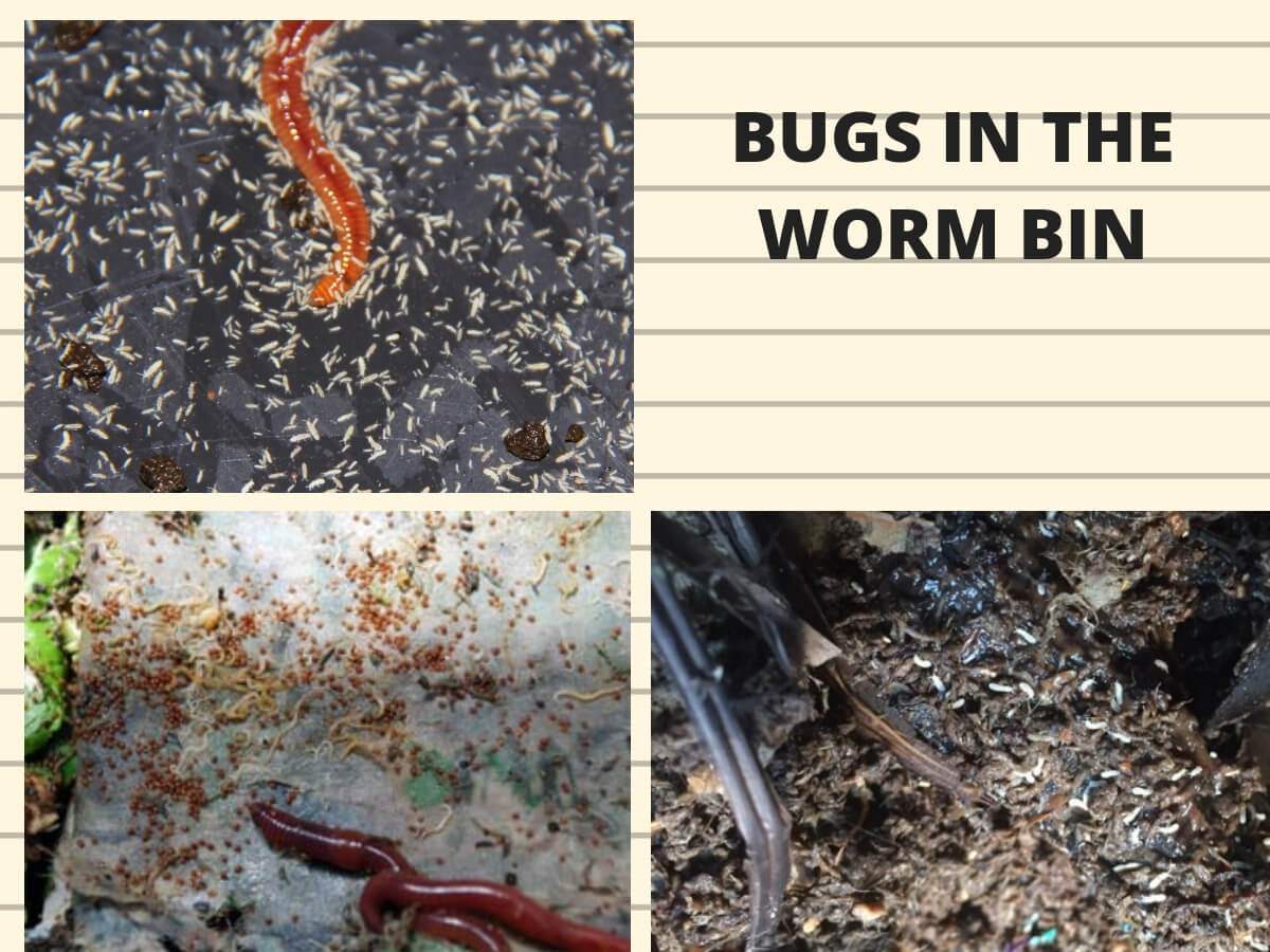Bugs in the Worm Bin