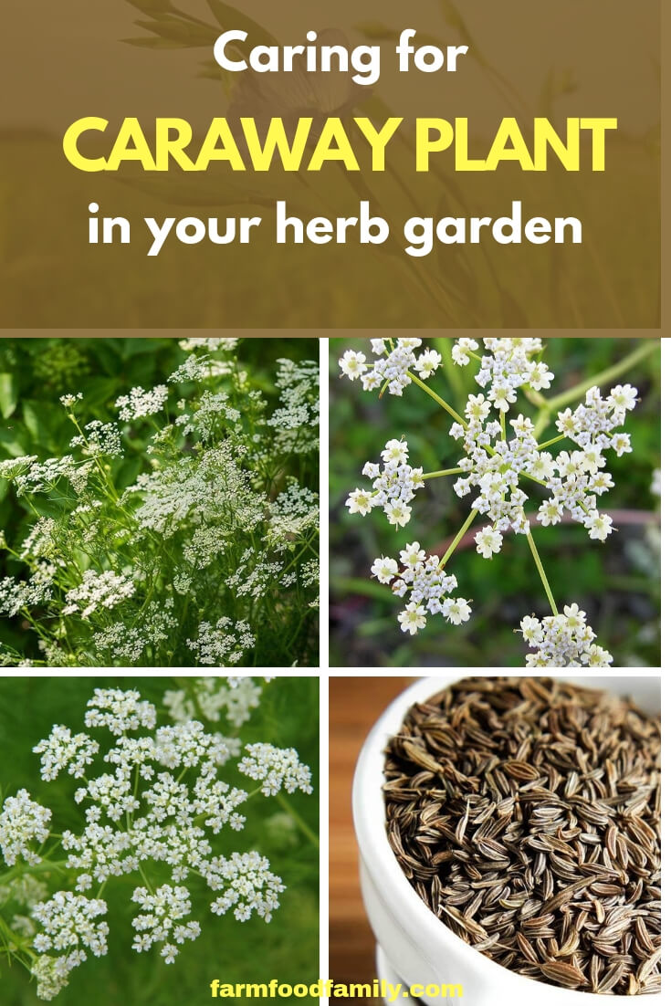 Caring for Caraway herb plants