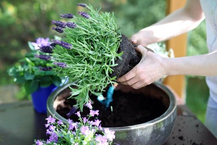 Caring for Overwintering Plants