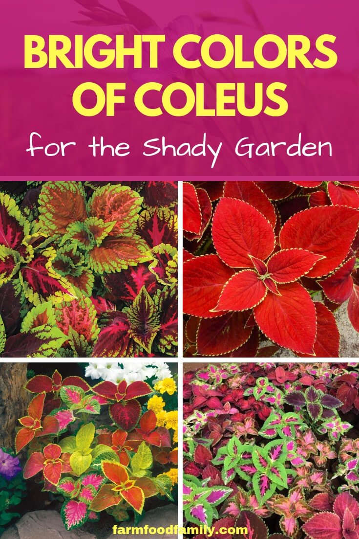 Bright Colors of Coleus for the Shady Garden
