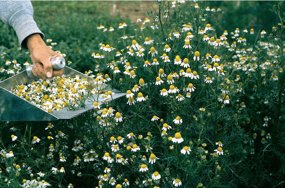 Caring for common chamomile