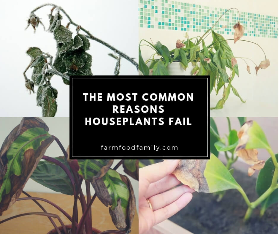 Understanding Plant Death: The Most Common Reasons Houseplants Fail