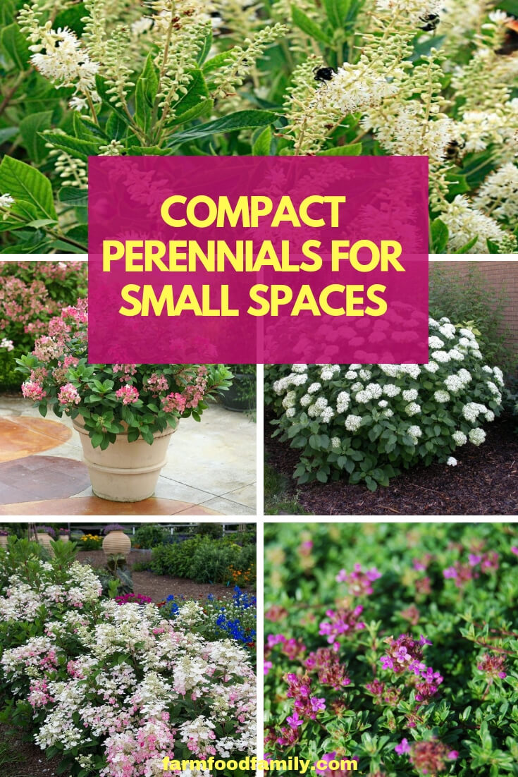 A combination of compact perennial flowers will fit in small spaces like gardens edging a border or petite planting beds. Gardeners can create small sunny borders with shorter plant varieties, dwarf cultivars of long-time favorite perennials.