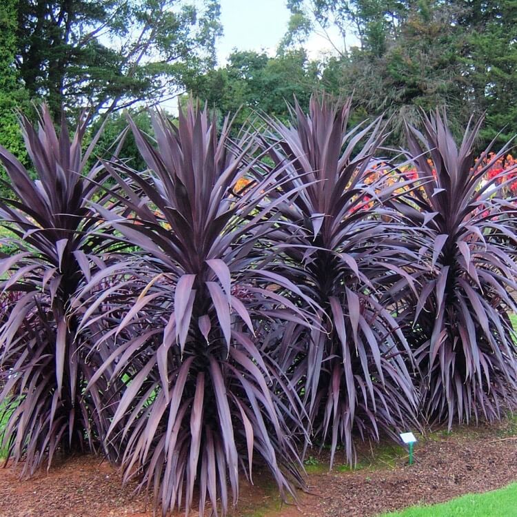 Burgundy Spire Draecena Palm (Cordyline australis 'Burgundy Spire')