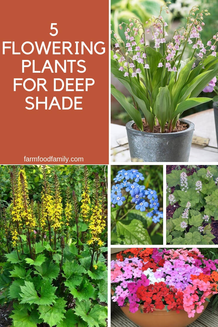 Flowering plants for deep shade