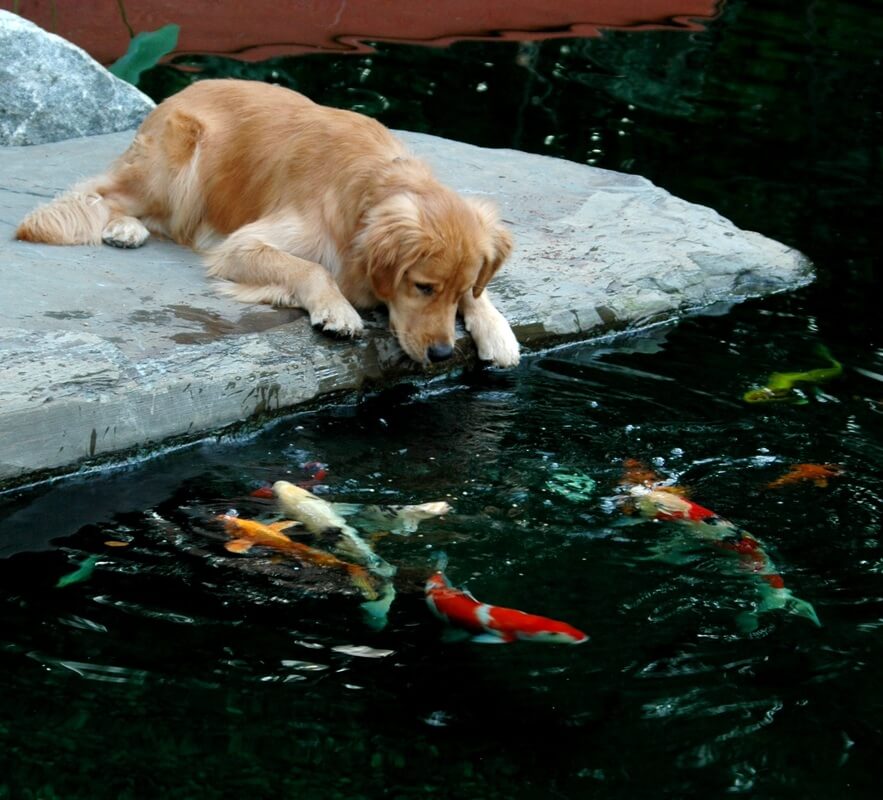 dog in water feature