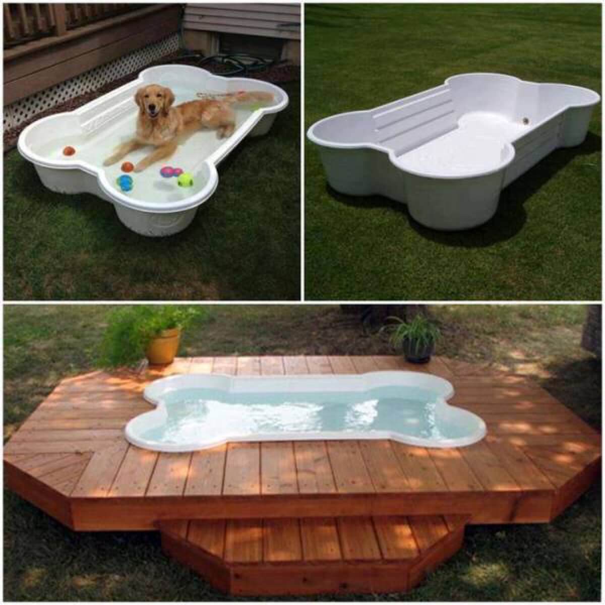 dog swimming pool yard