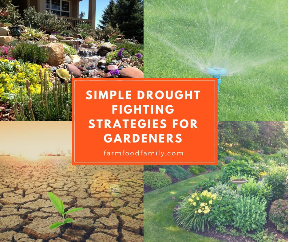 Simple Drought Fighting Strategies for Gardeners