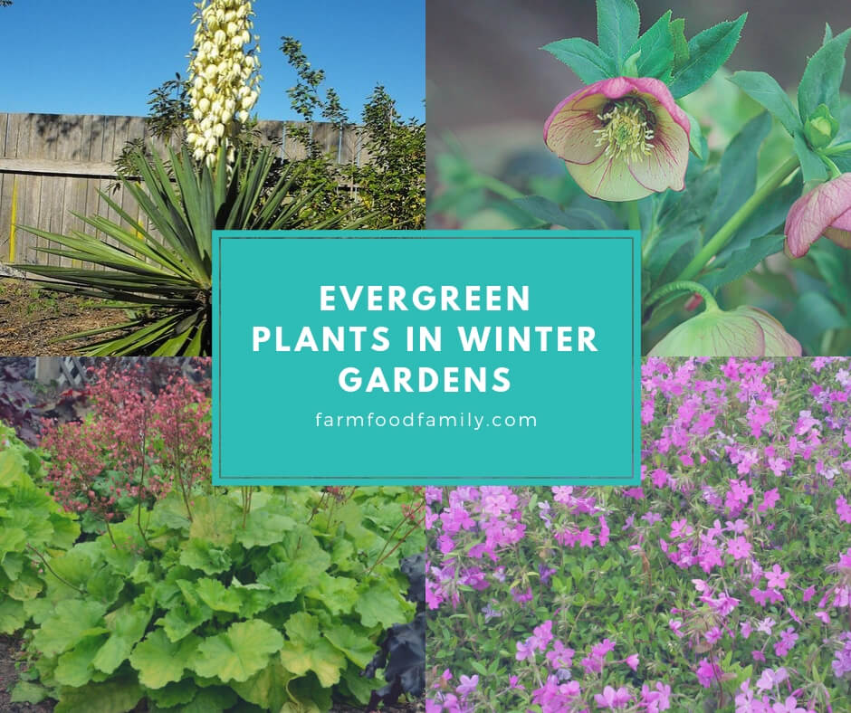 Evergreen Plants in Winter Gardens