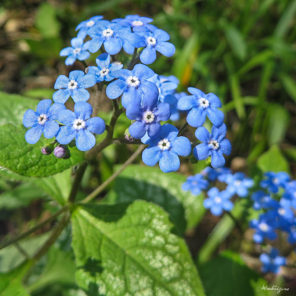 False-Forget-Me-Not (Brunnera macrophylla) For Blue Flowers in the Shade