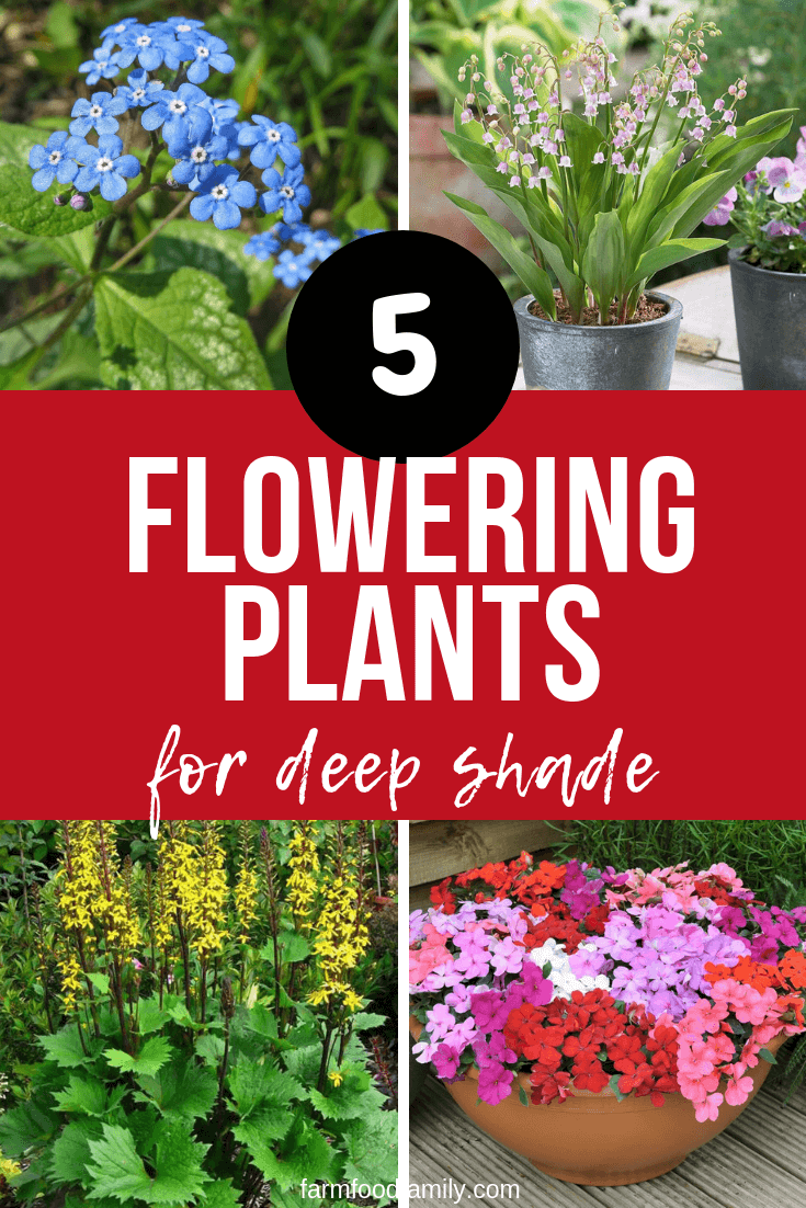 flowering plants for deep shade