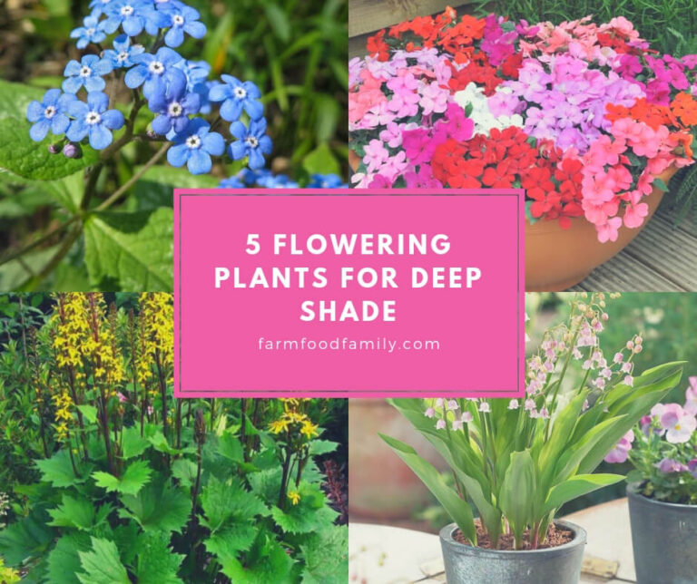Flowering plants for deep shade