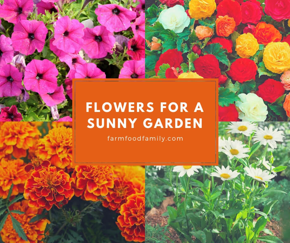 Flowers for a Sunny Garden