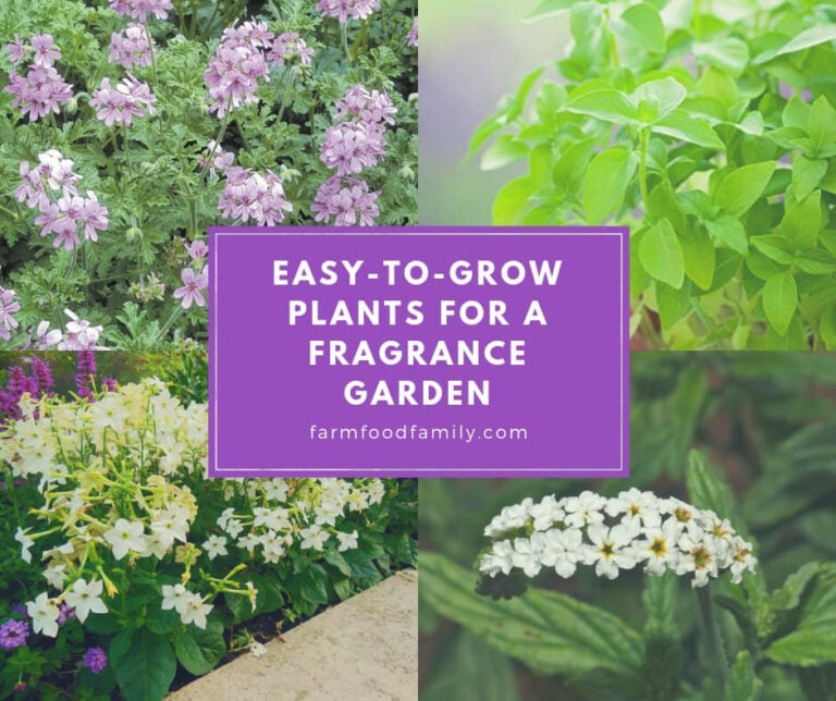 Fragrant Annual Plants: Easy-to-Grow Plants for a Fragrance Garden