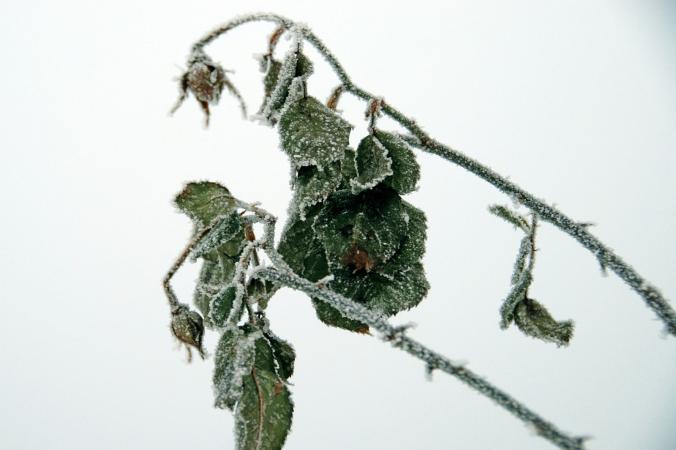 frosted rose plant
