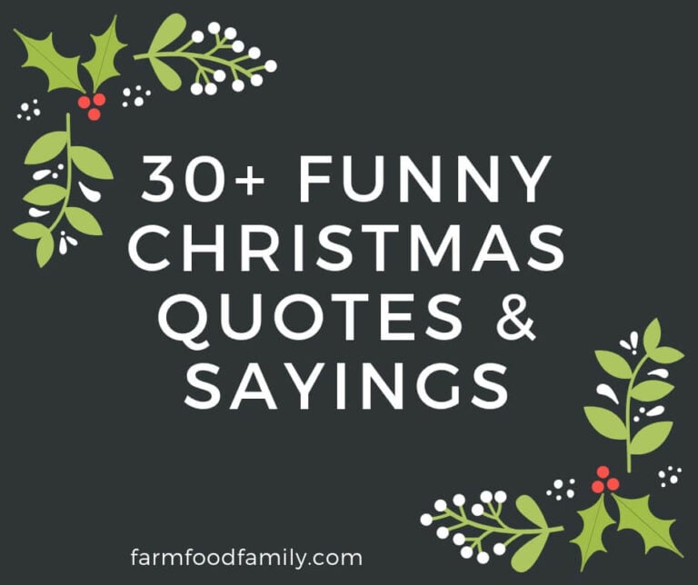 Funny Christmas Quotes & Sayings