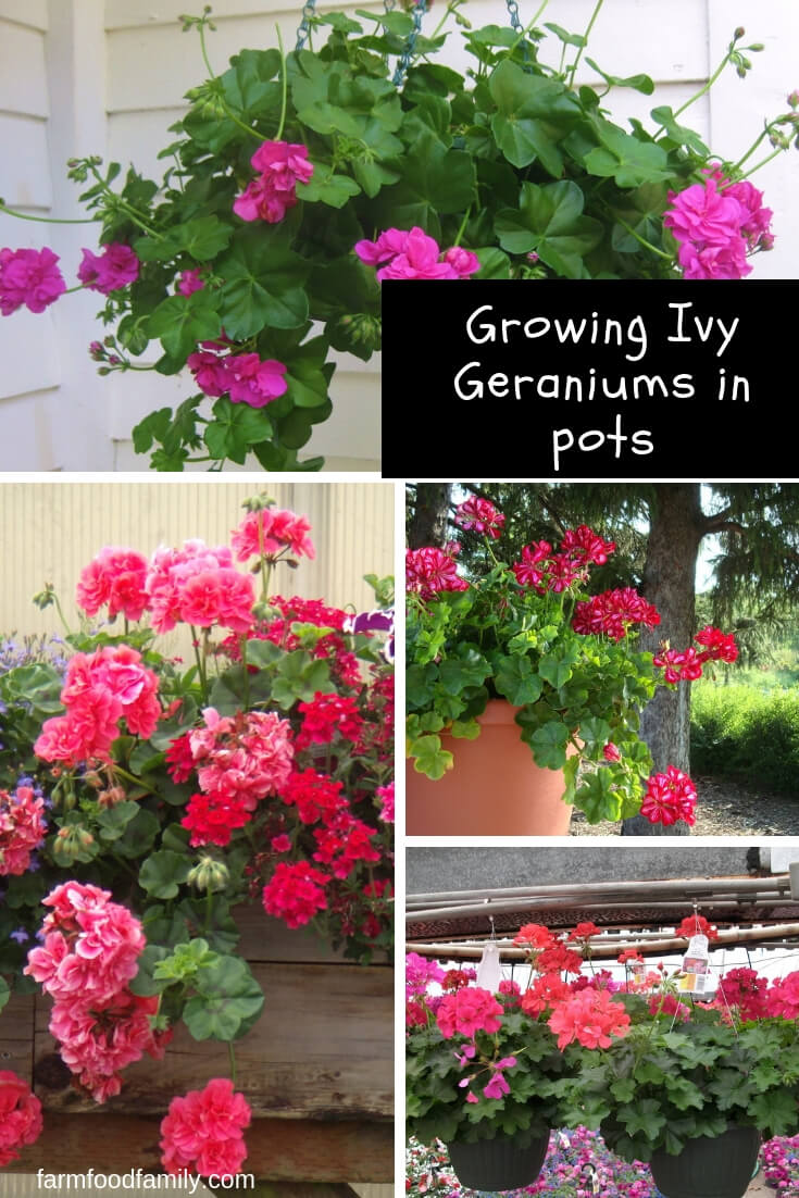 grow Ivy Geraniums in pot