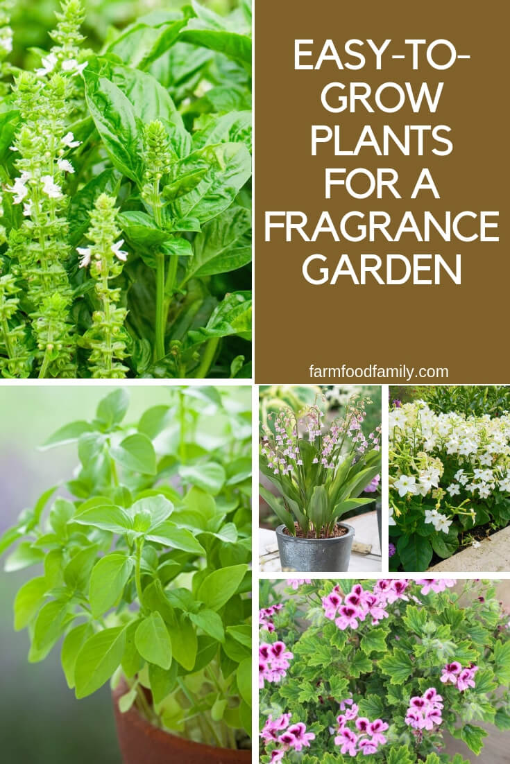 Fragrant Annual Plants: Easy-to-Grow Plants for a Fragrance Garden