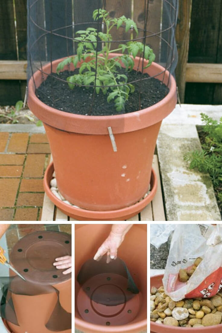 grow tomatoes in container