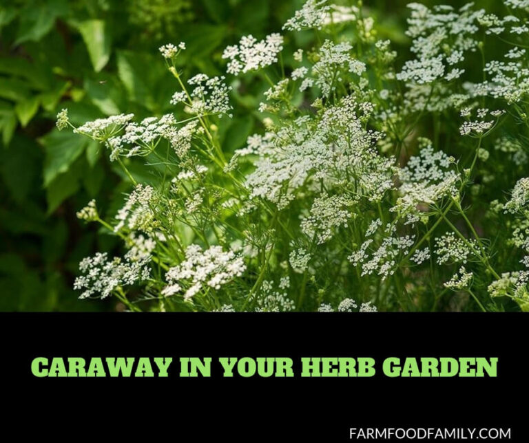 Caraway Plants in Your Herb Garden