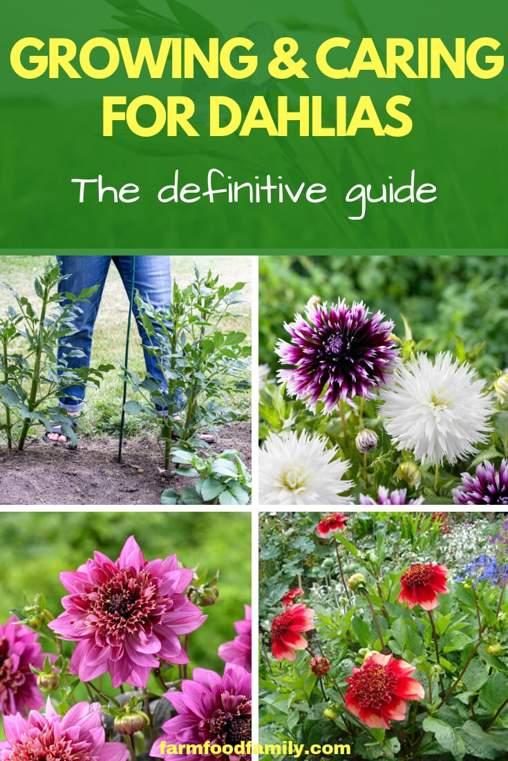 Growing and Caring for Dahlia Flowers