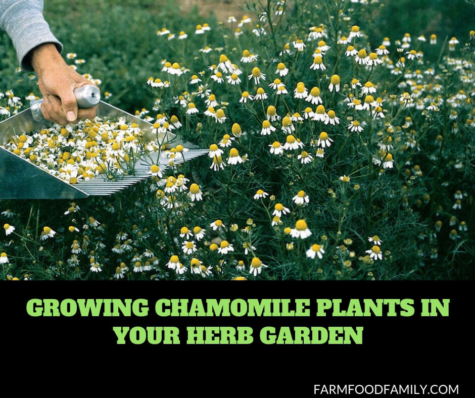 Growing Chamomile herbs
