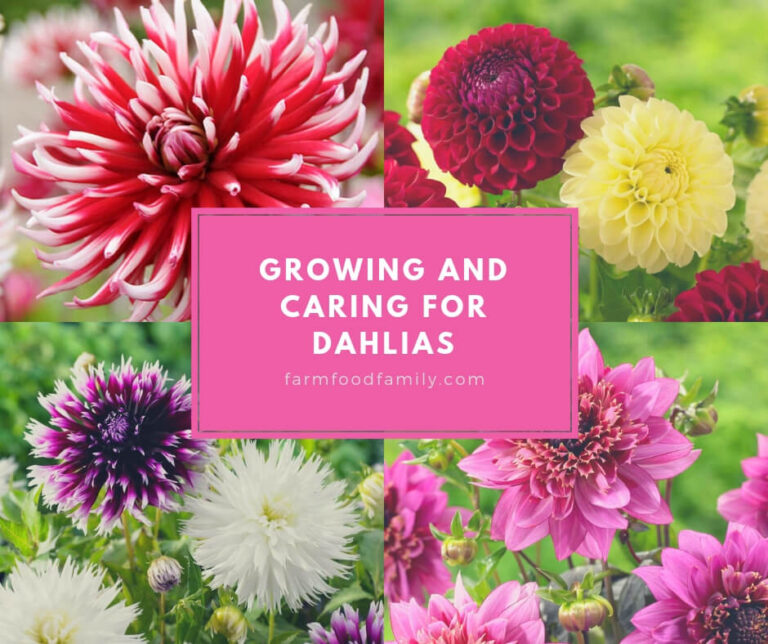 Growing and Caring for Dahlia Flowers: The Definitive Guide