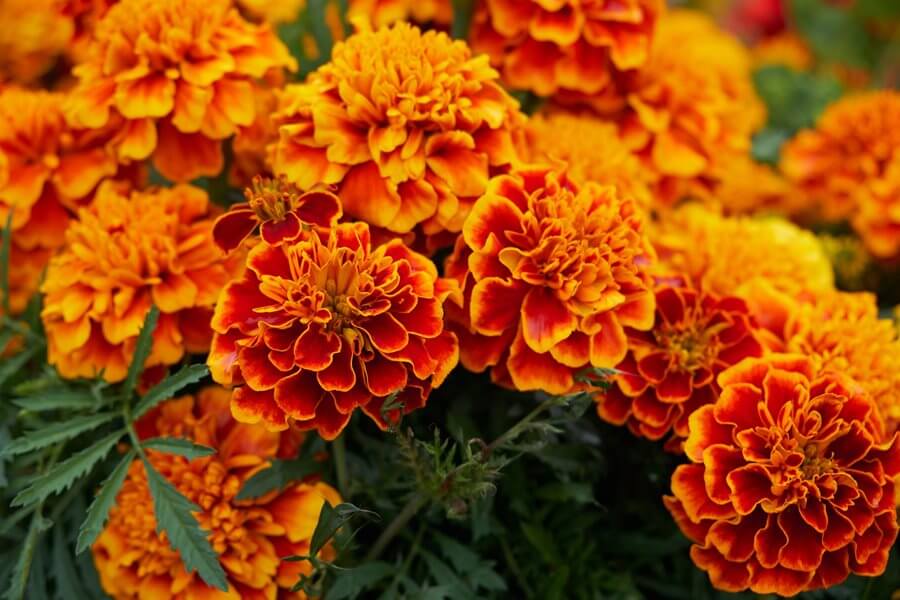 Growing Marigold flowers