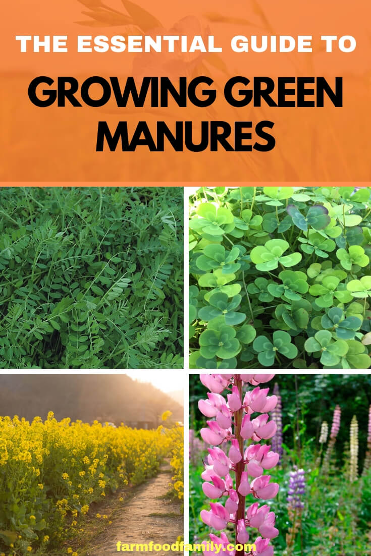 The Essential Guide to Growing Green Manures