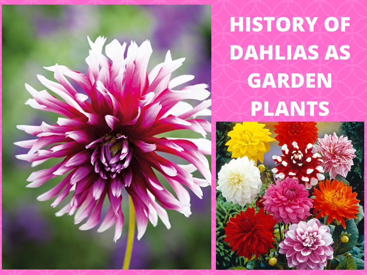 Origin and History of Dahlias as Garden Plants