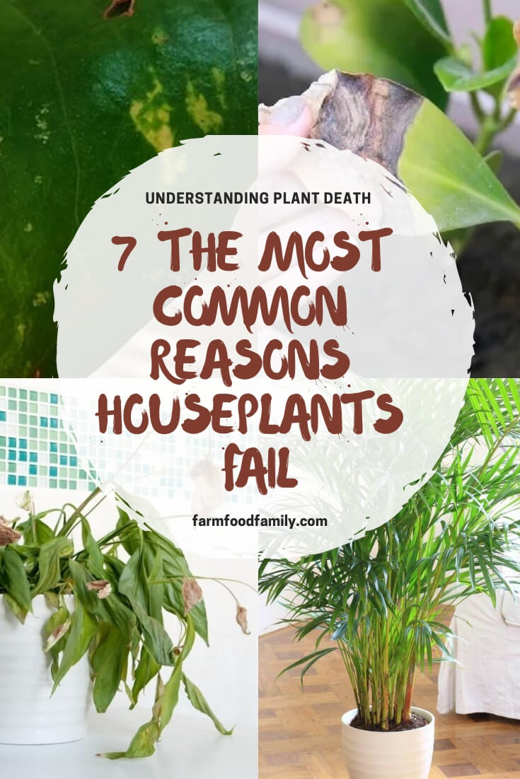 Understanding why houseplant death: the most common reasons houseplants fail