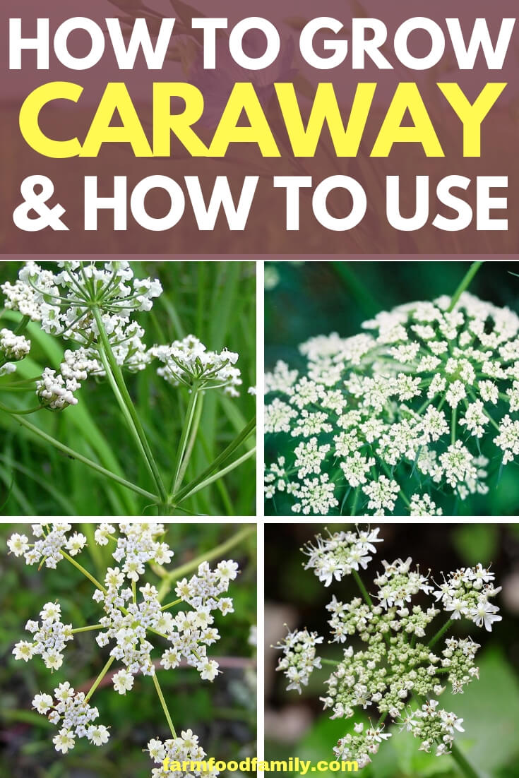Caraway plants: How to grow and how to use in herb garden