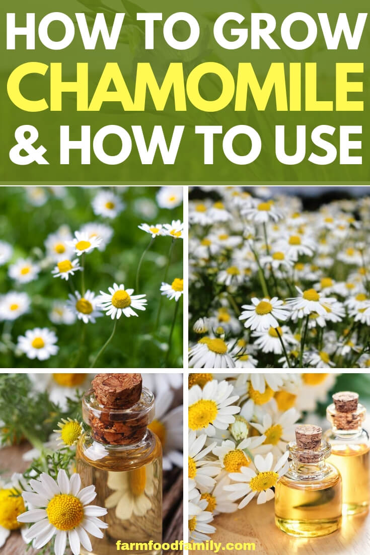 Chamomile Herb plants: How to grow and use Chamomile