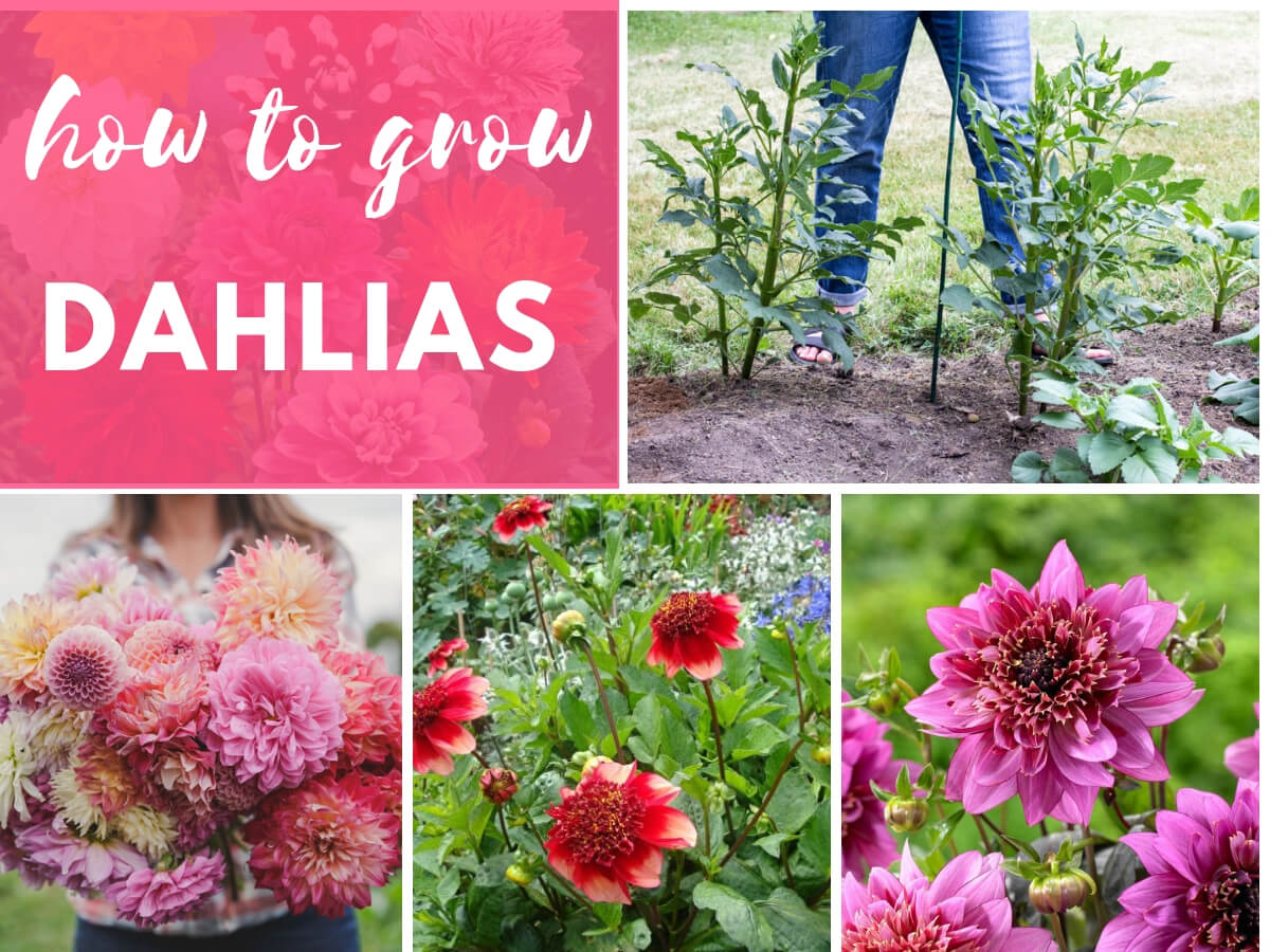 How to Grow Dahlias