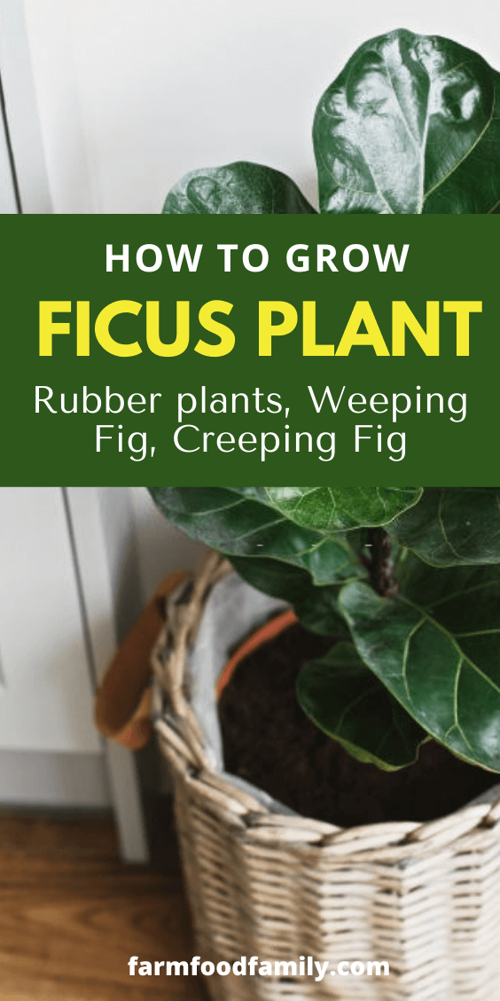 how to grow ficus plant