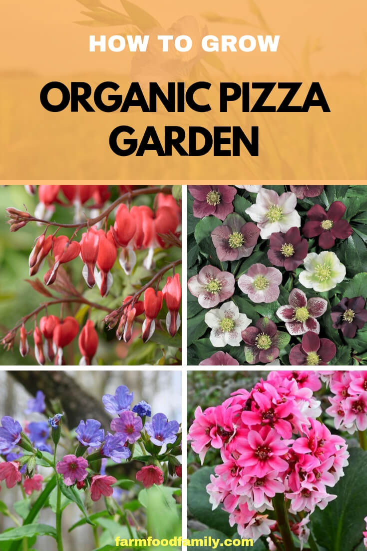 A pizza garden is a good theme garden for beginners, children, or anyone who loves pizza. Filled with fresh organic vegetables and herbs, this garden will produce all summer long.