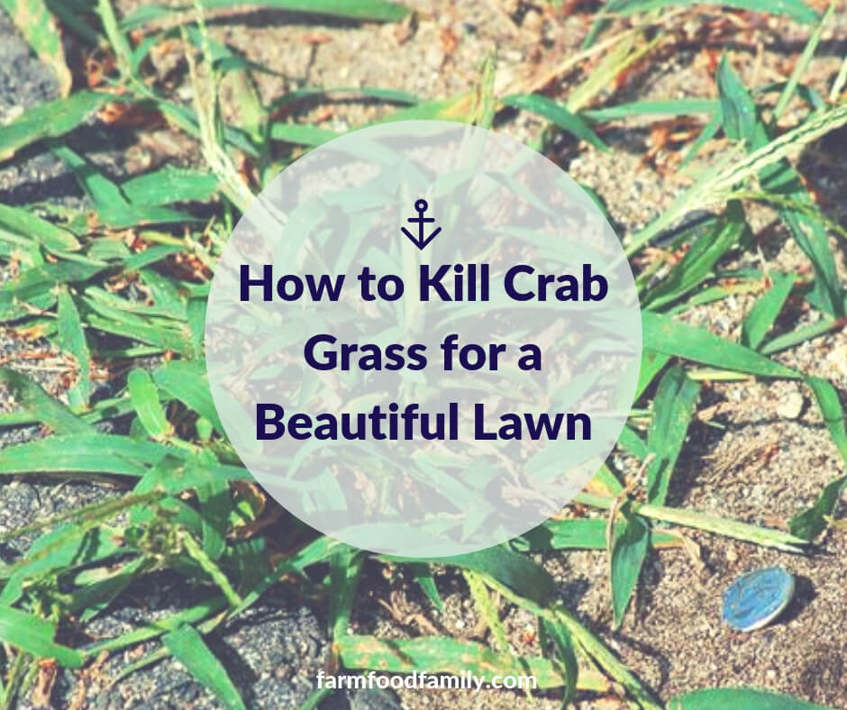 How to Kill Crab Grass for a Beautiful Lawn
