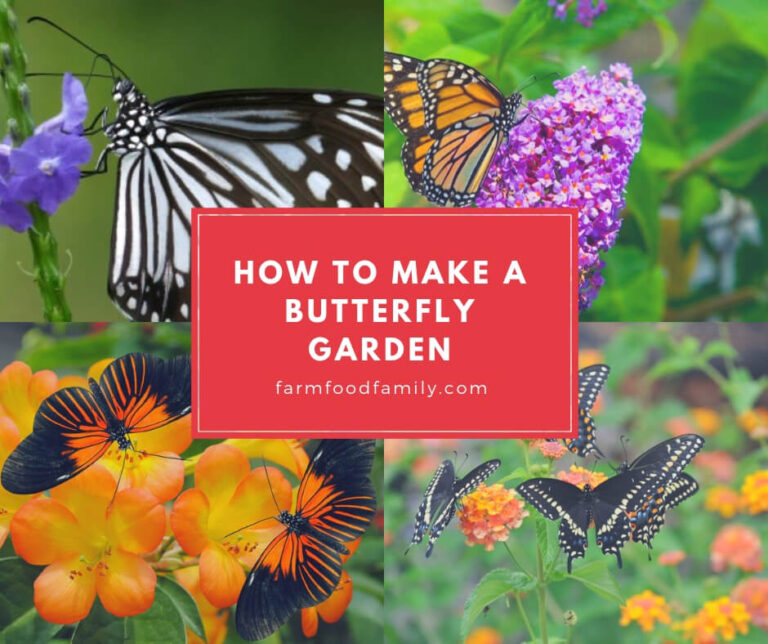 How to Make a Butterfly Garden