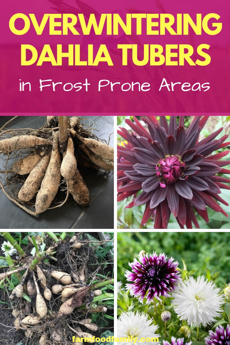 Overwintering Dahlia Tubers in Frost Prone Areas
