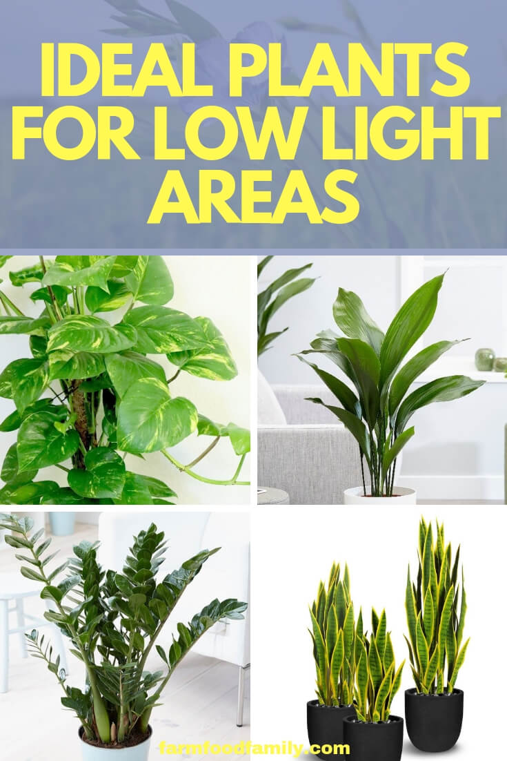 Ideal Plants For Low Light Areas