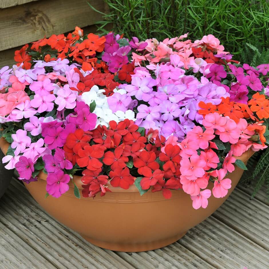 Impatiens for Long-Lasting Blooms in Shade
