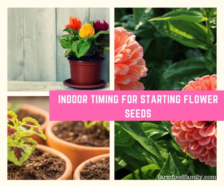 Preparing for Transplanting Seedlings Into Outside Gardens