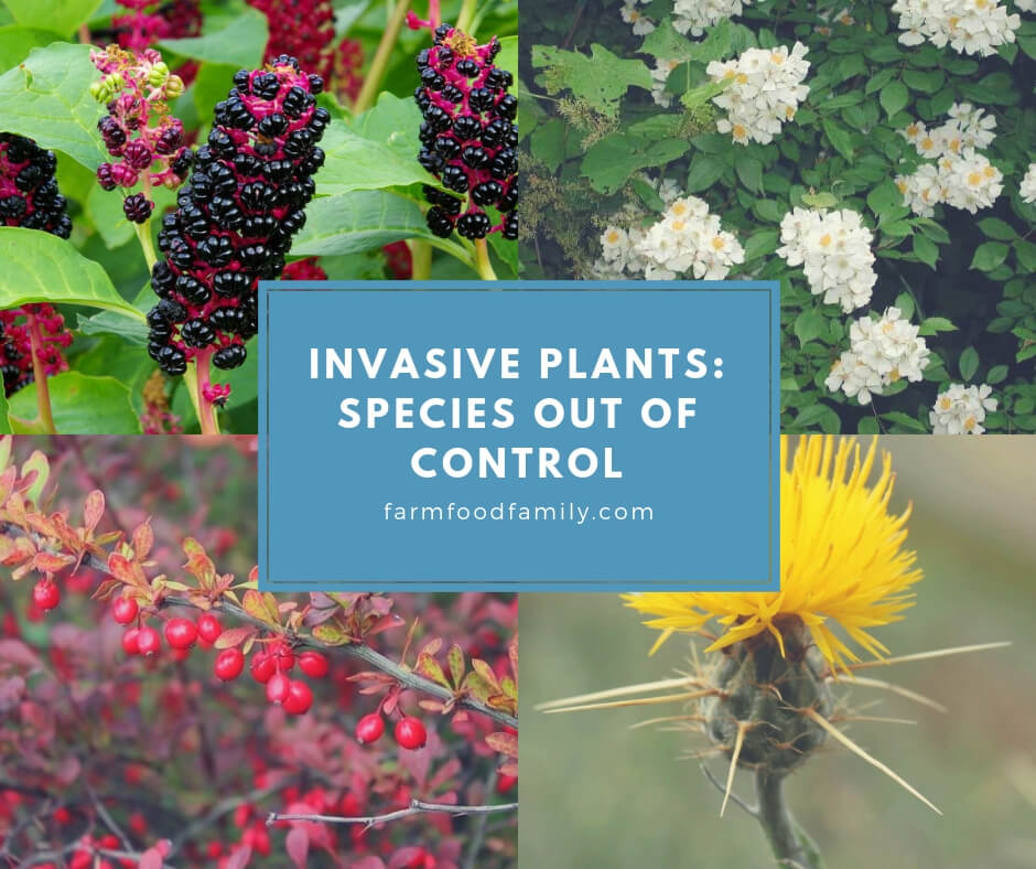 Invasive Plants: Species Out of Control