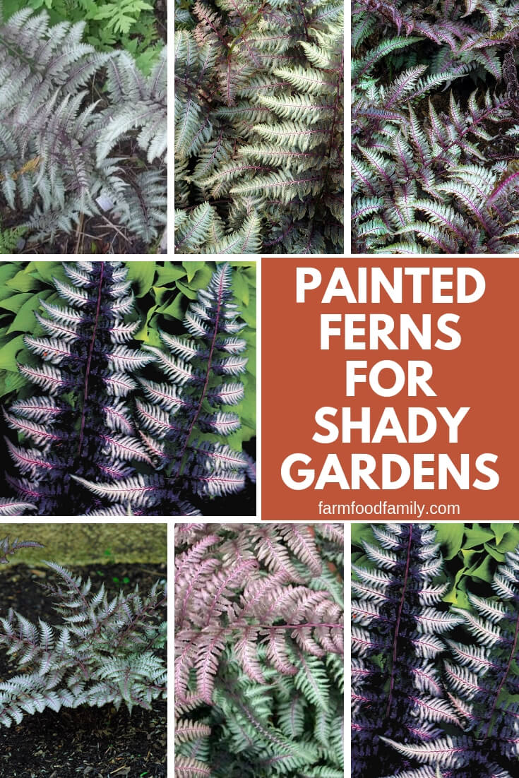 Painted Ferns for Shady Gardens