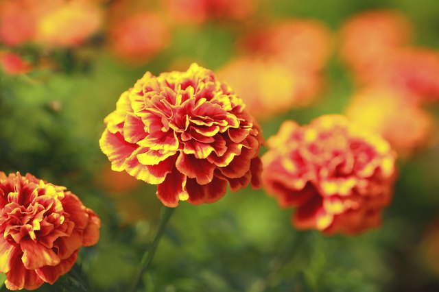 Marigolds blooming