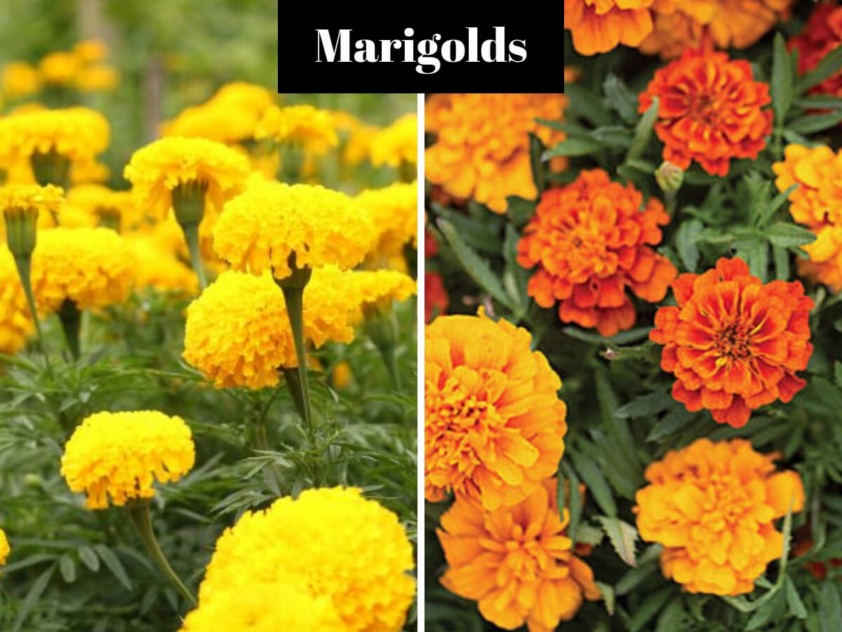 marigolds